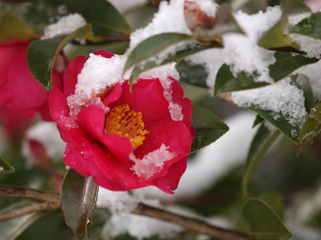 降雪の寒椿 写真共有サイト フォト蔵