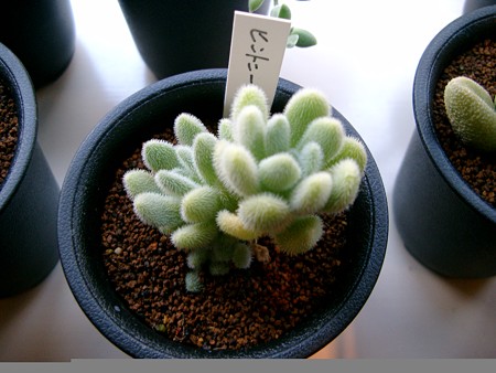 Sedum hintonii セダム ヒントニー