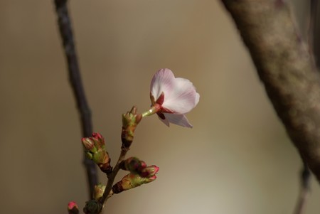 豆桜（マメザクラ）