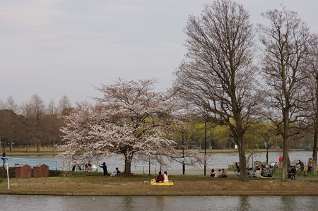 水元大橋近くで花見