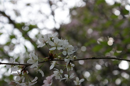 山桜（ヤマサクラ）