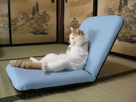座椅子 かご猫 ｂｌｏｇ 楽天ブログ