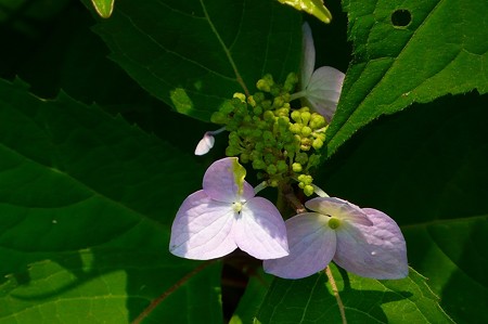P1200617