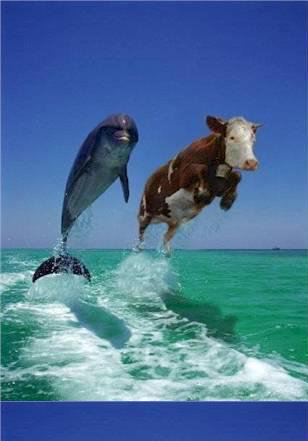 funny-pictures-cow-jumping-aqY02