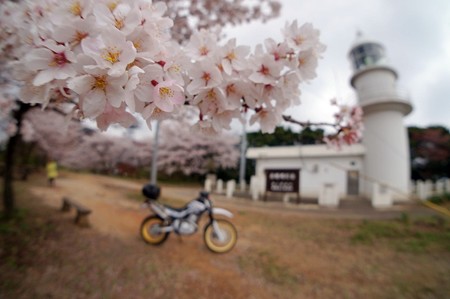 sakura