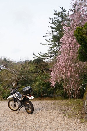 枝垂桜と
