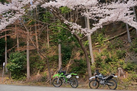 桜と