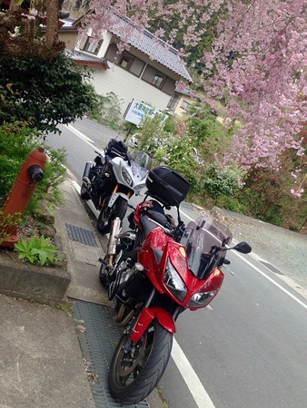 枝垂桜と_01