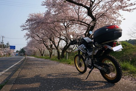 桜舞う道