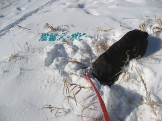 雪に潜る犬^^;