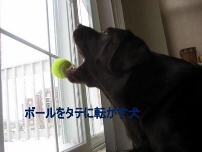 ボール使いもお手のモノ☆