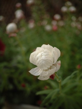 ハナカンザシ（Helipterum roseum Benth.）