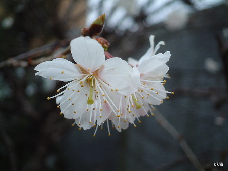 オウトウ（（Prunus pseudo-cerasus Lindl.））
