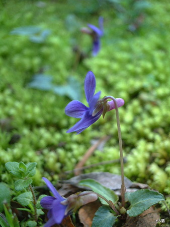 ヒメスミレ（Viola inconspicua Blume subsp. nagasakiensis (W.Becker) J.C.Wang et T.C.Huang）