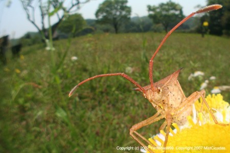 ホソハリカメムシ