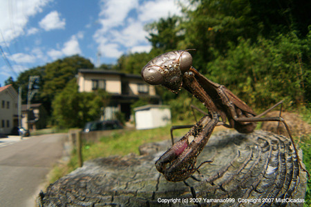 コカマキリ