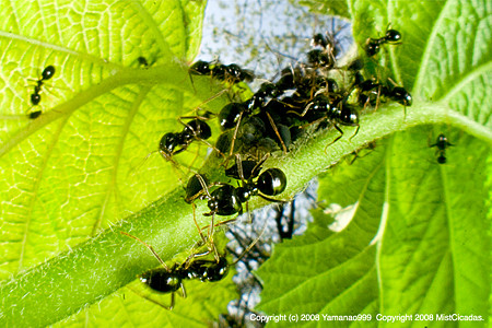 アブラムシから蜜を採取する、アリの一種