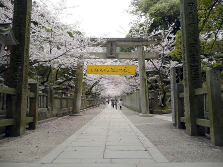 桜並木の桜馬場