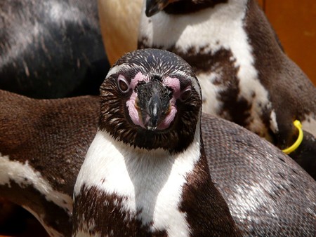 下田海中水族館のフンボルトペンギン