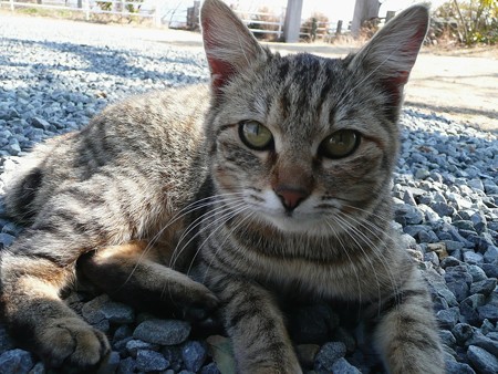 香貫山の猫