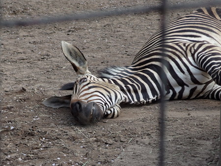 夢見ヶ崎動物公園のハートマンヤマシマウマ