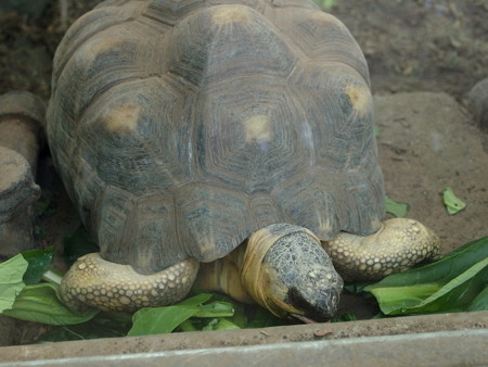 夢見ヶ崎動物公園ホウシャガメ