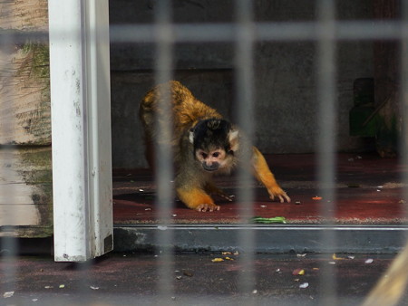 夢見ヶ崎動物公園のボリビアリスザル