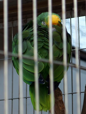 夢見ヶ崎動物公園のキビタイボウシインコ