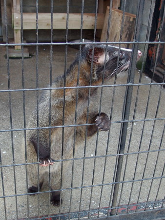 夢見ヶ崎動物公園のハクビシン