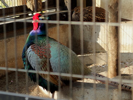 夢見ヶ崎動物公園のニホンキジ♂