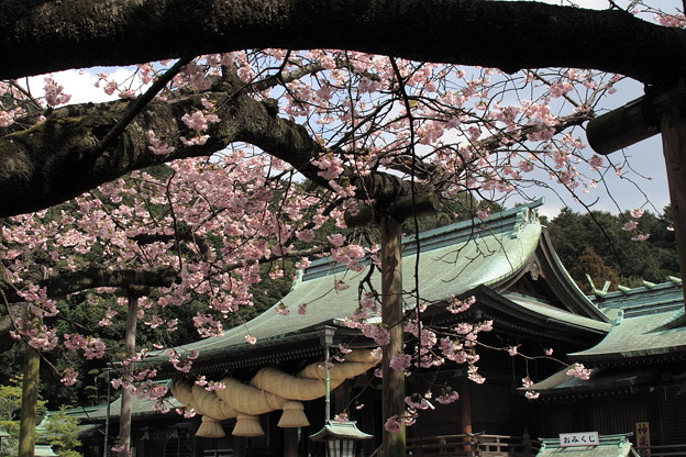 宮地嶽神社 桜と社殿 写真共有サイト フォト蔵