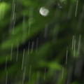 我が家庭の新緑を背景に…