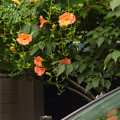 オレンジ色の花