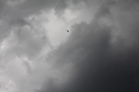 雷雲とツバメ