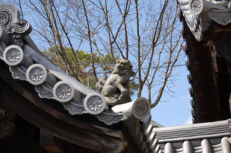 京都特別公開 027