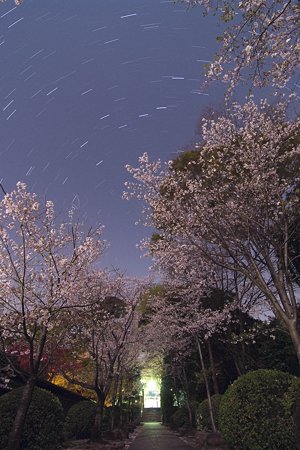 夜桜とおおくま座