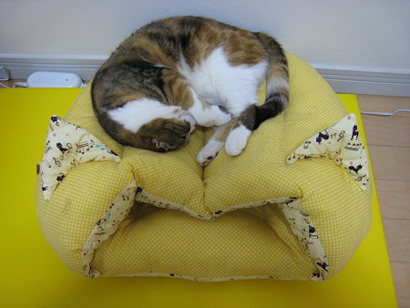 猫耳ベッドの上のモモ