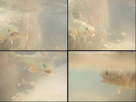 岩魚