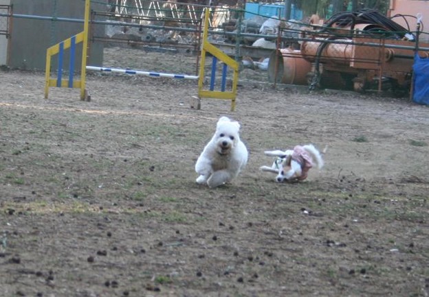 犬も走れば 転ぶ 写真共有サイト フォト蔵