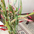 蕾の先端が持ち上がってきました。