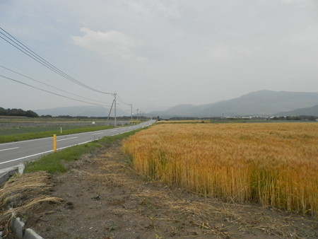 P5253917