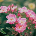花霞
