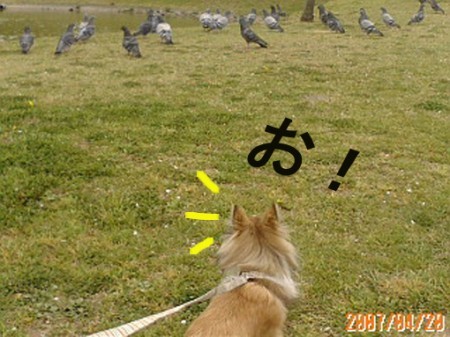 ハト