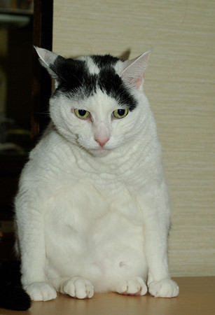 予防注射してきました