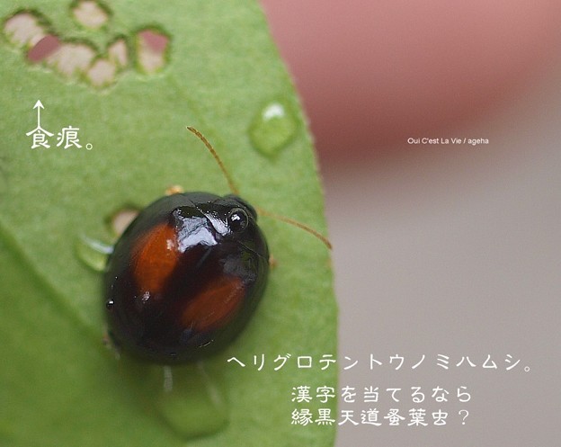 ヘリグロテントウノミハムシと食痕と水滴 写真共有サイト フォト蔵