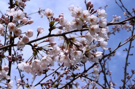 Photos: P1110728桜c?
