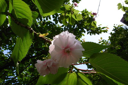 葉境櫻花