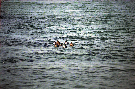 Image0311(Nikomat FTN)