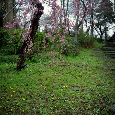 Image0131（RICOHFLEX VII）