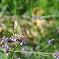 Photos: 蜜を吸う白い蝶
